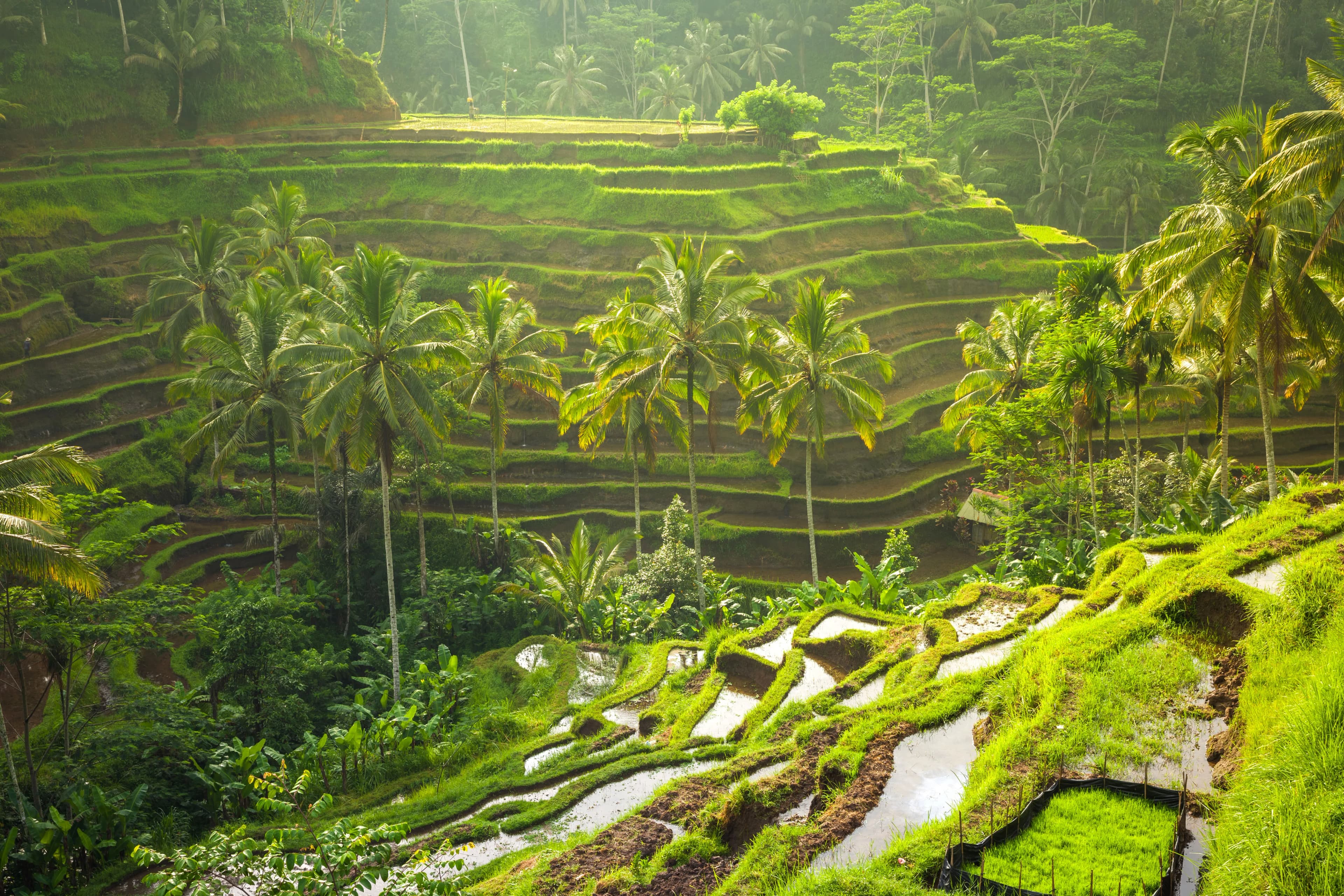 View 1 of Bali Escape: Ubud's Culture & Kuta's Coastal Charm